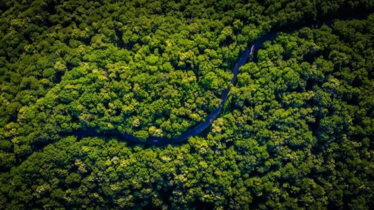 Amazonas-960x540